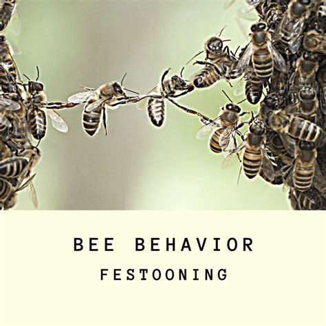 Bee Behavior Festooning Prime Bees