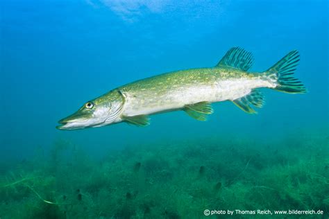 Image Stock Photo Northern Pike Habitat Thomas Reich Bilderreich