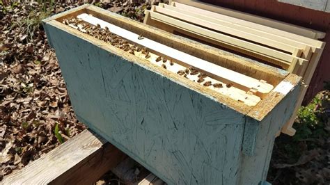 Best queen rearing process means quality queen bees for your beehives. How to set up a queen mating nuc - YouTube