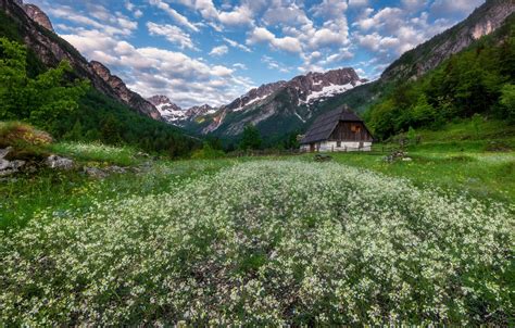 Wallpaper Flowers Mountains House Valley Meadow Slovenia Slovenia
