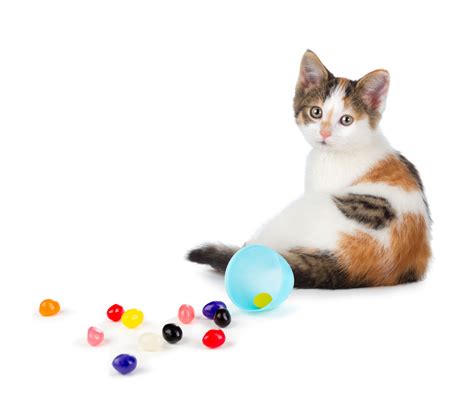 Awesome Facts About Calico Cats That Are Sure To Blow Your