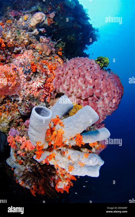 Tube Sponges And Barrel Sponges On A Coral Reef Off Atauro Island