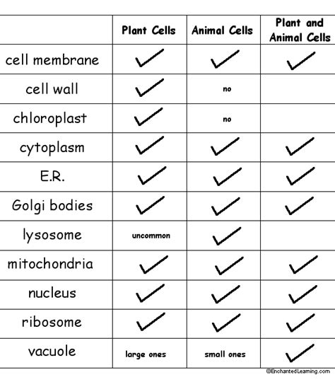 What organelle does a plant cell have that an animal cell does not have, that supports the cell and is the outer most layer? Mr. Reynolds Science Jarrell Intermediate School: Thursday ...