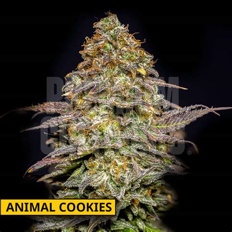 Buy Cookies Mix Pack Of Cannabis Seeds Premium Cultivars