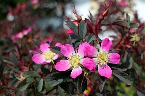 Blooming Wild Rose In Spring Free Image Download