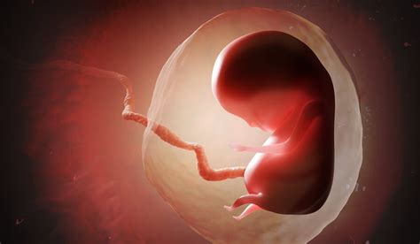 Capas Germinales Y Desarrollo Embrionario Mejor Con Salud