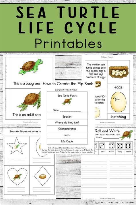 Free Printable Life Cycle Of A Sea Turtle Free Printable Templates