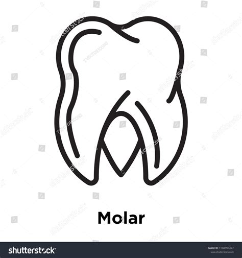 Molar Icon Vector Isolated On White Stock Vector Royalty Free 1160093497