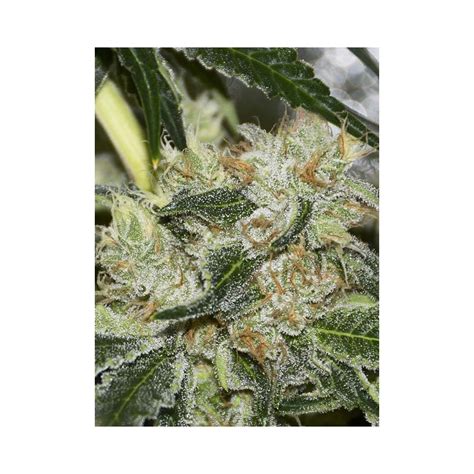 Gorilla Candy Seeds From Eva Seeds