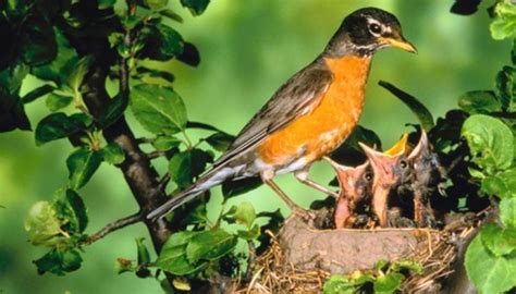 Baby birds have very demanding dietary needs. How to Care for Baby Robin Redbreasts | Animals - mom.me