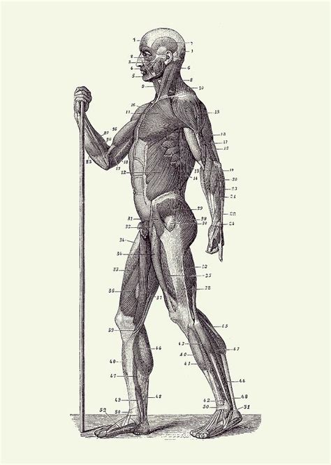 Side View Human Muscle System Anatomy Poster 2 Drawing By Vintage
