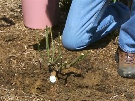 Transplanting Roses Star Roses And Plants In 2020 Transplanting Roses
