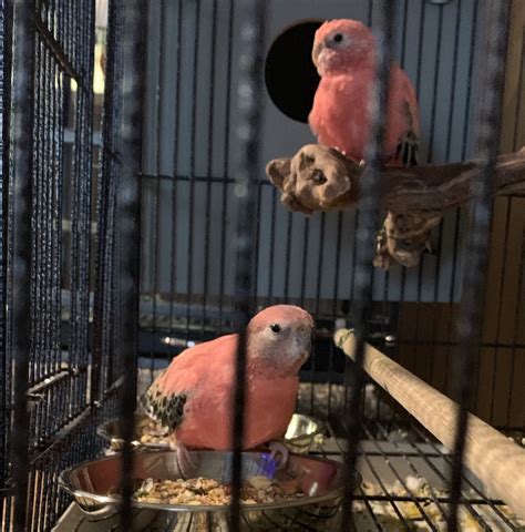 Parakeet Birds For Sale | Syracuse, NY #297966 | Petzlover