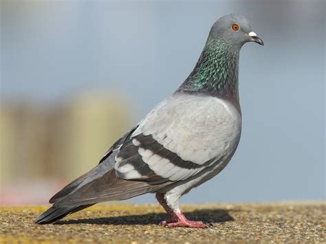 Rock Pigeon Celebrate Urban Birds