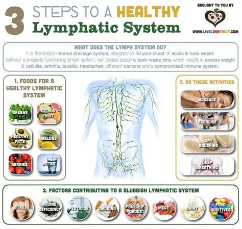 Good Info Healthy Lymphatic System Lymphatic System Lymph System