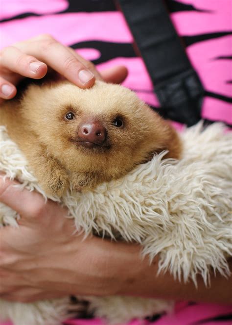Baby Sloth This Photo Made Explore 449 Thanks Everyone