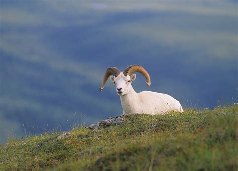 Escape To Alaska Up Close And Personal With The Dall Sheep American