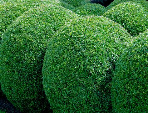 Buxus Sempervirens Guide How To Grow And Care For Common Boxwood