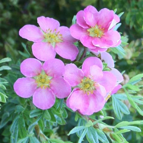 Buy Shrubby Cinquefoil Syn Lovely Pink Potentilla Fruticosa Pink