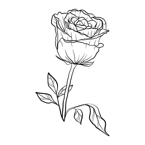 Beautiful Line Art Of Rose Flower Line Flower Rose Png Transparent