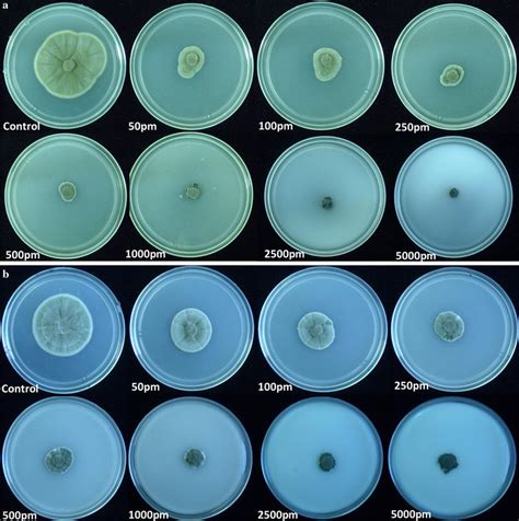 Colonies Of C Cladosporioides Grown On Pda Medium Control And In The