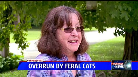 Overrun By Feral Cats Youtube
