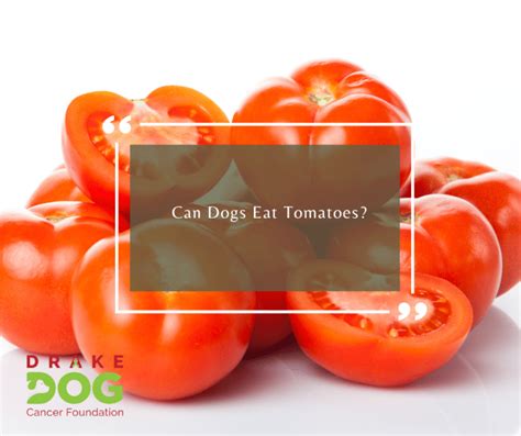 Can Dogs Eat Tomatoes Drake Dog Cancer Foundation