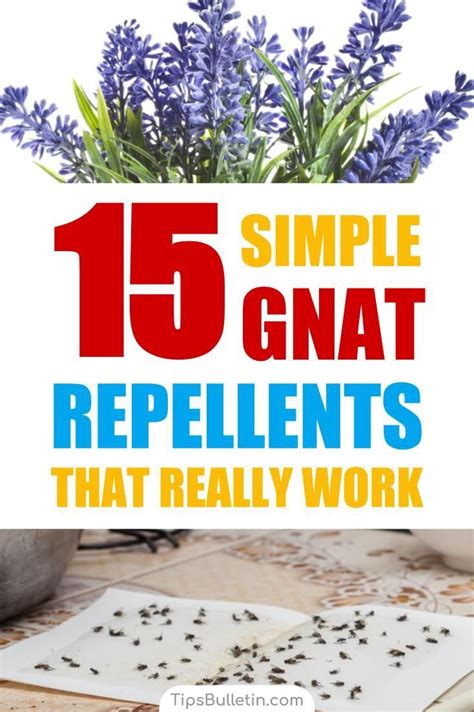 15 Simple Gnat Repellents That Really Work Diy Pest Control Gnats