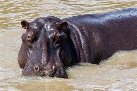 Galería De Imágenes Imágenes De Hipopótamos