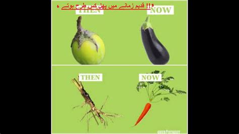 Fruits And Vegetables In Ancient Timesdomestication By Technology