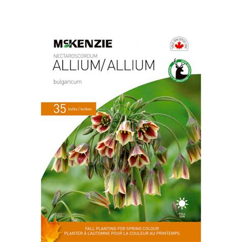 Mckenzie Pack Allium Bulgaricum Bulb Mix R No D P T