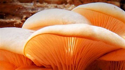 Photos Know Your Mushrooms Fascinating Fungi