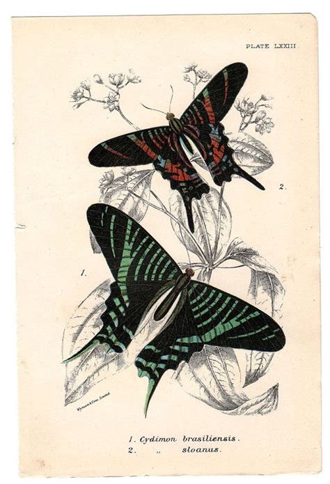 1896 Antique Butterfly Nature Print By Antiquarianprints On Etsy 15