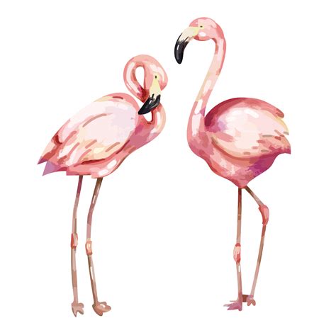 Hand Drawn Pink Flamingo Illustration Download Free Vectors Clipart