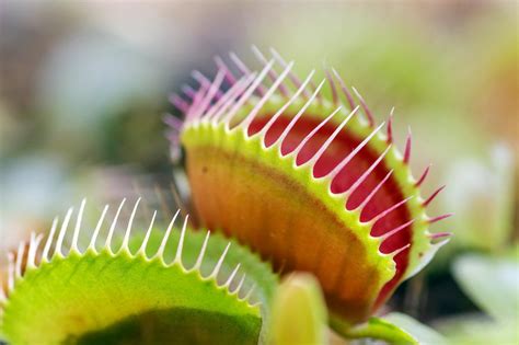 Where would these be found? "Venus Flytrap" Bio-Sensors Engineered to Snare Pollutants
