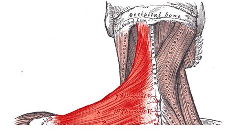 Cervical Motor Control Part 1 Clinical Anatomy Of Cervical Spine