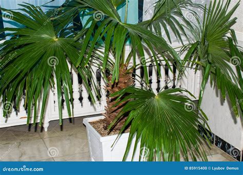 Green Leaves Plants Palm Tree Washingtonia Stock Photo Image Of Grow