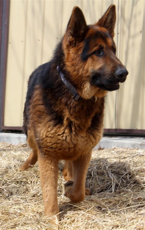 Large Headed Black And Red German Shepherds For Sale And At Stud