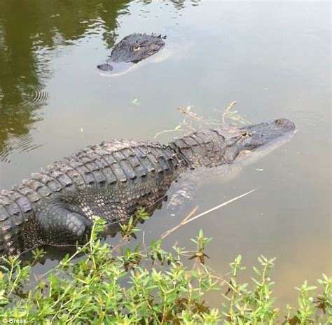 Florida Golfer Interrupted By 2 Alligators Fighting Daily Mail Online