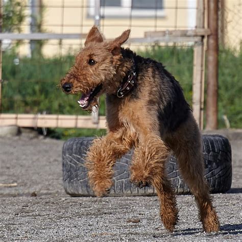 15 Interesting Facts About Airedale Terriers Page 4 Of 5