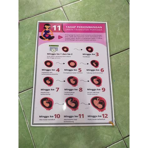 Jual 224 Poster Tahap Perkembangan Janin Trimester Pertama Shopee