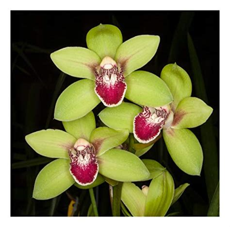 Top 9 Cymbidium Orchid Plants Live Flower Plants And Seeds Tulria