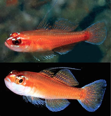 Stunning New Species Of Trimma Dwarf Gobies Described From Papua New