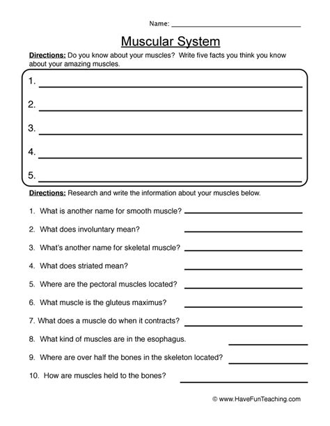 The Muscular System Worksheet Worksheets For Kindergarten