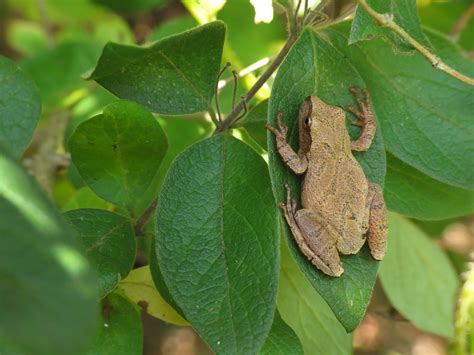 Thousands Of Singing Spring Peepers Are A Welcome Sound Of Normalcy