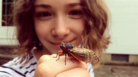 Explainer What Are Cicadas