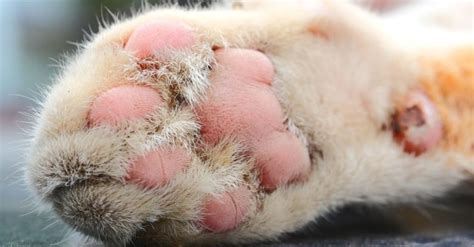 What Causes Pillow Foot In Cats Cat Meme Stock Pictures And Photos My