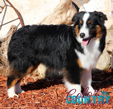 Keeper Black Tri Female Color Country Aussies