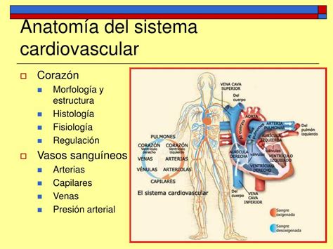 Ppt Tema 5 Anatomía Y Fisiología Del Aparato Circulatorio Powerpoint