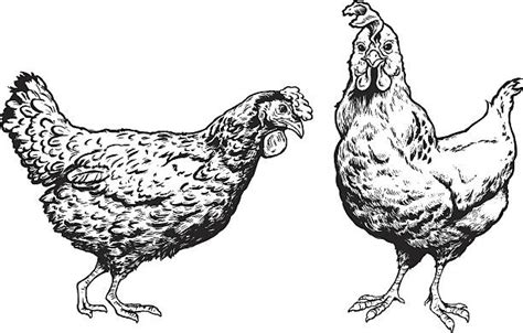 Black And White Chicken Illustrations Royalty Free Vector Graphics And Clip Art Istock